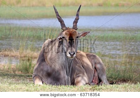 Eland