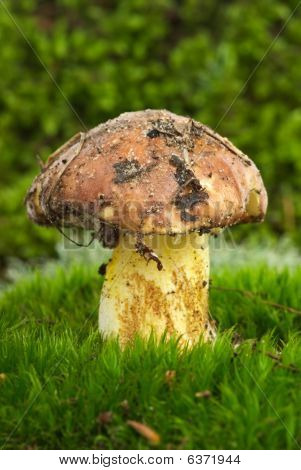 노란색 Boletus (sullius Granulatus) Growned에는 녹색 이끼