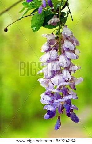 Blooming wisteria hanging from branch in spring