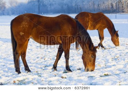 Chevaux paissant dans la neige
