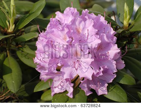 Pink Rhododendron Blossom