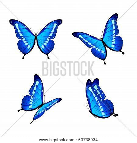 Blue butterflies