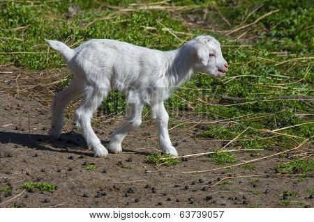 Goatling