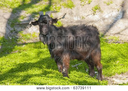 Black Goat