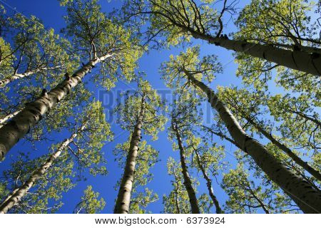 Osika Tree Tops