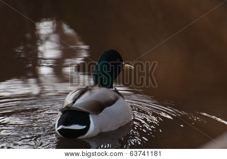 Mallard
