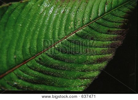 Blatt  