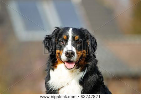 Bernese Mountain Dog
