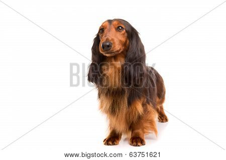 Teckel (dachshund)