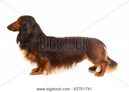 Teckel (dachshund)