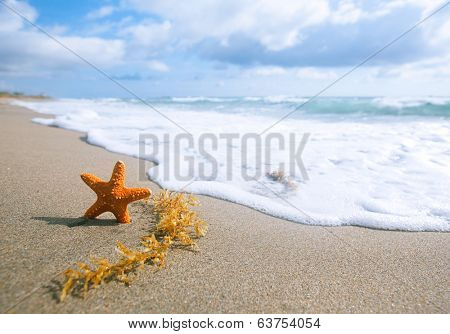 white starfish with ocean, beach, sky and seascape, shallow dof