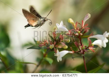 Butterfly approaching a flower, close-up