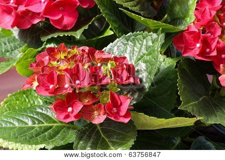 Close-up Of A Blooming Red Hydrangea Plant