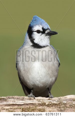 Blue Jay On A Branch