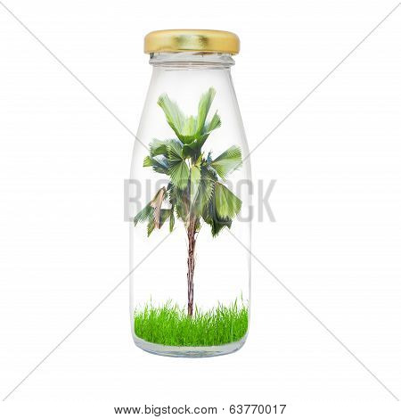 Plam Tree In Bottle