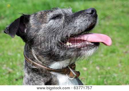 Staffordshire Terrier Cross Lurcher Dog