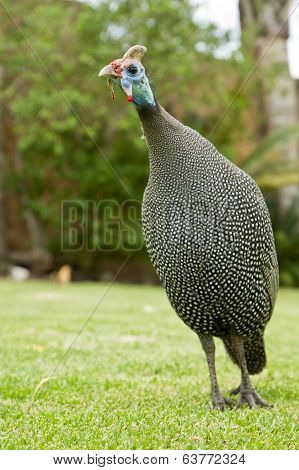 Helmeted Guineafowl