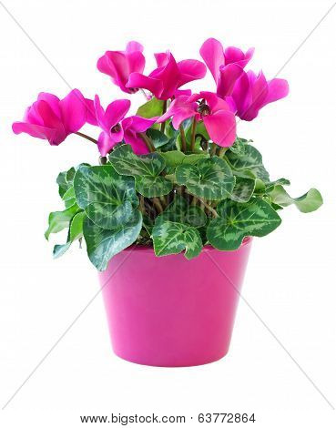 Pink cyclamen
