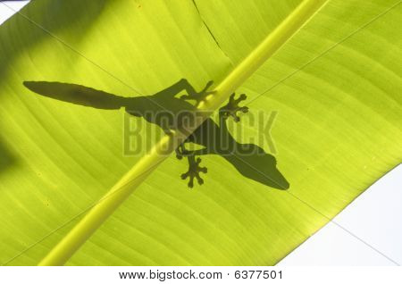 Gecko siluett på blad