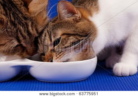 Adult Cats