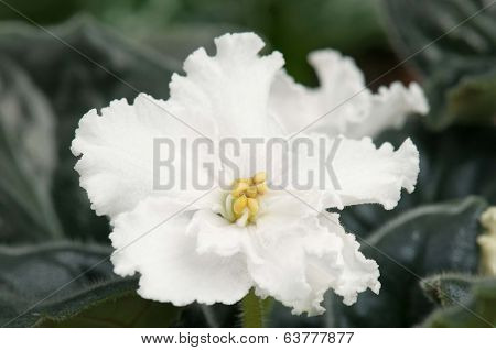 Violet Flower