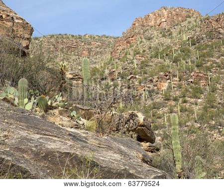 Cacti in Sabino Canyon