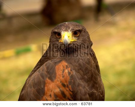 Aquila frontale