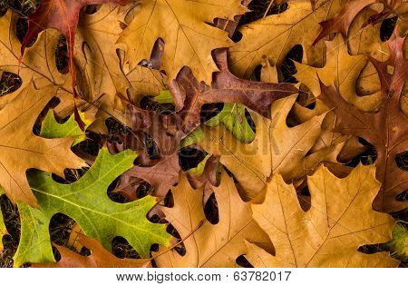 Autum Maple Leafs