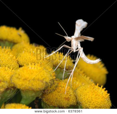 La pequeña pluma blanca polilla Pterophorus Pentadactyla