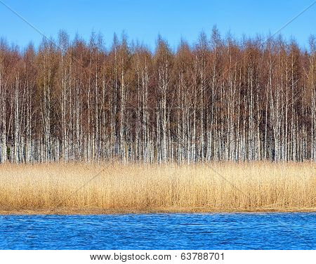 Birchforest At Shoreline With Seagrass