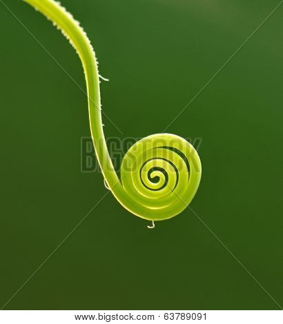 abstract background with young cucumber tendril