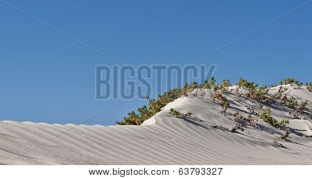 Dune Grass