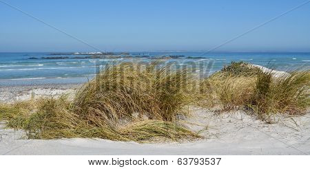 Dune Grass