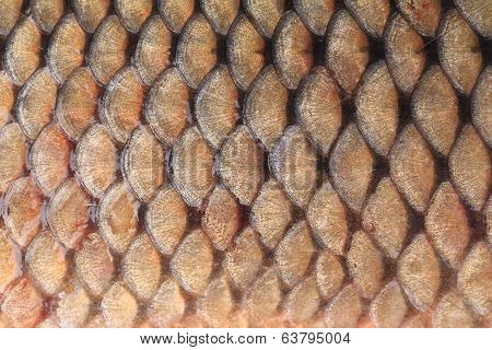 Texture of fish scales close up.