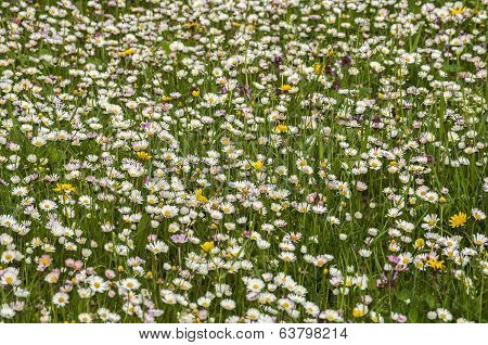 Spring meadow with daisies