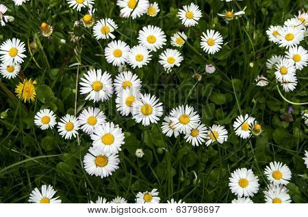 Spring meadow with daisies