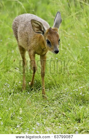 Duiker Antelope