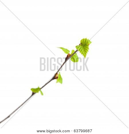 Siver Birch Young Leaves Isolated