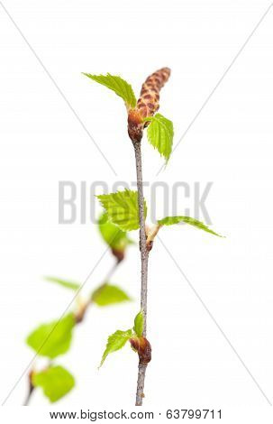 Siver Birch Young Leaves Isolated