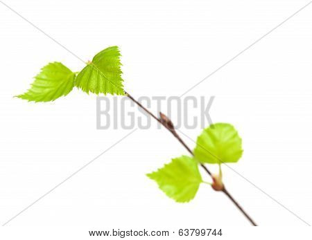 Siver Birch Young Leaves Isolated