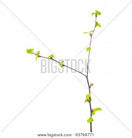 Siver Birch Young Leaves Isolated