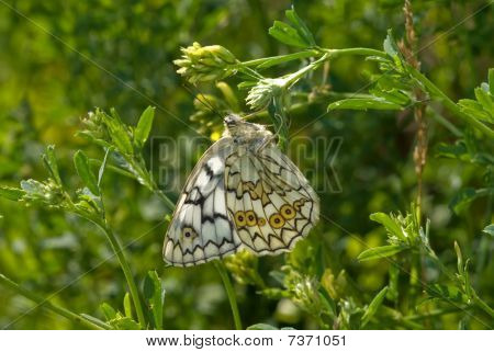Satyrid sommerfugl