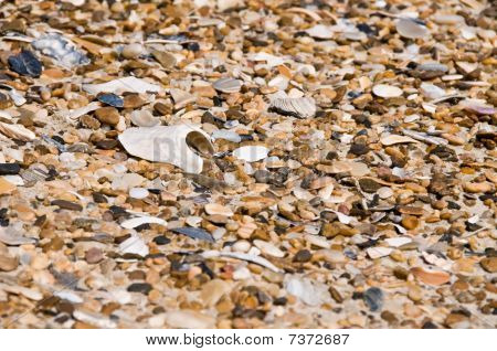 Conchas na praia