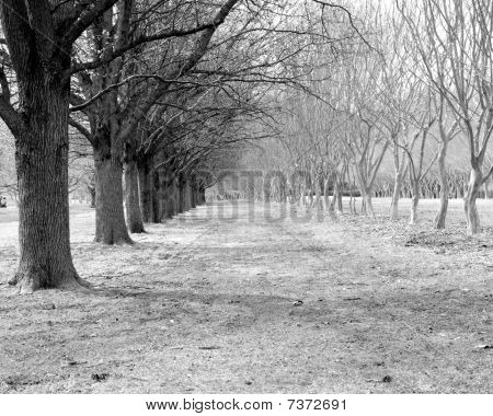 Caminhe pelo Parque