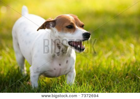 Jack Russell Terrier cachorro