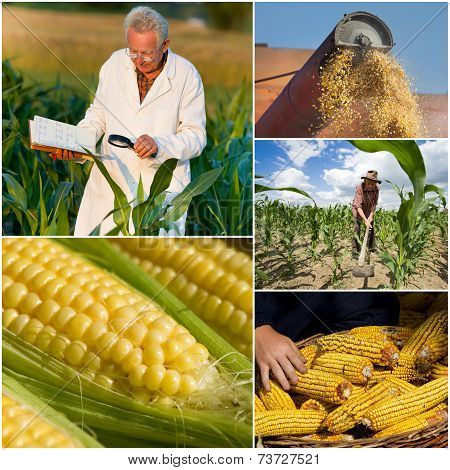 Corn Collection