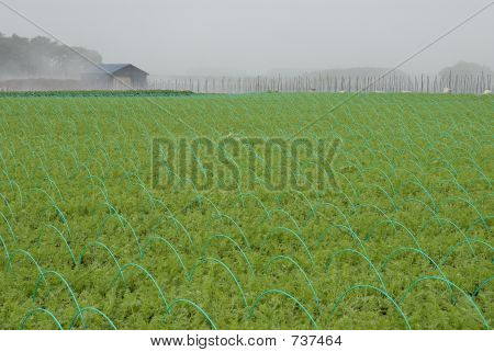 Carrotfield