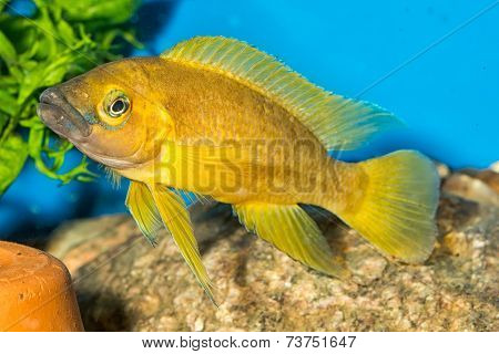 Neolamprologus
