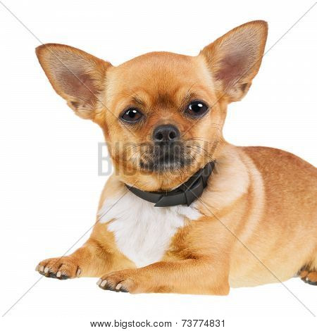 Chihuahua Dog In Anti Flea Collar Isolated On White Background.