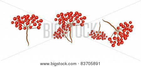 Rowan Tree